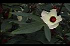 洛神花-花21.JPG