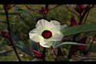 洛神花-花22.JPG