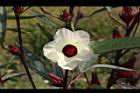 洛神花-花23.JPG