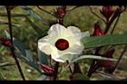 洛神花-花24.JPG