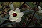 洛神花-花26.JPG