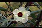 洛神花-花27.JPG