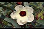 洛神花-花28.JPG