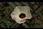 洛神花-花30.JPG