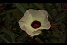 洛神花-花31.JPG