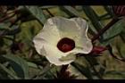 洛神花-花32.JPG