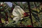 洛神花-花35.JPG