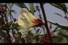 洛神花-花36.JPG