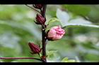 洛神花-花苞03.jpg