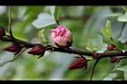 洛神花-花苞04.jpg