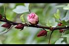 洛神花-花苞05.jpg