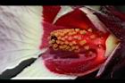 洛神花-花蕊01.JPG