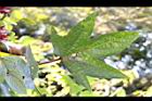 洛神花-葉06.JPG