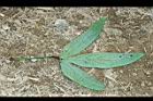 洛神花-葉09.JPG