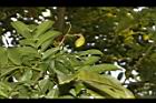 海南紅豆-實01.JPG