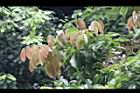 海南紅豆-幼葉01.JPG