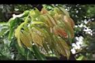 海南紅豆-幼葉04.JPG