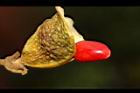 海南紅豆-種子11.JPG