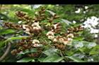 海南紅豆-花序01.JPG