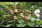 海南紅豆-花序02.JPG