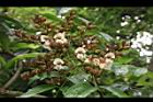 海南紅豆-花序03.JPG