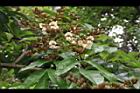 海南紅豆-花序04.JPG