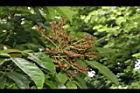 海南紅豆-花苞00.JPG