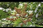 海南紅豆-花苞04.JPG