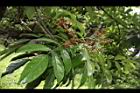 海南紅豆-花苞07.JPG