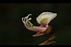 海南紅豆-花蕊12.JPG