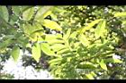 海南紅豆-葉01.JPG