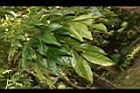 海南紅豆-葉02.JPG