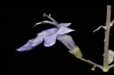 海埔姜-花10.JPG