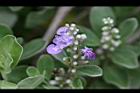 海埔姜-花01.jpg