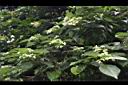 海州常山-花00.JPG