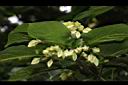海州常山-花苞01.JPG