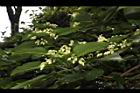 海州常山-花07.JPG