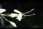 海州常山-花33.jpg