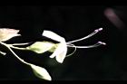 海州常山-花34.jpg