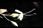 海州常山-花36.jpg