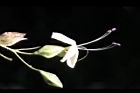 海州常山-花37.jpg