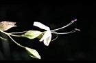 海州常山-花38.jpg