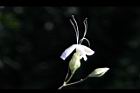 海州常山-花42.jpg