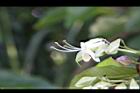 海州常山-花52.jpg