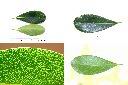 海桐-葉1.jpg