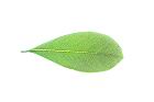 海桐-葉脈08.JPG