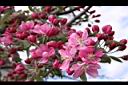 海棠-花24.JPG