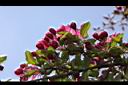海棠-花苞00.JPG