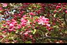 海棠-花10.JPG