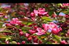海棠-花14.JPG